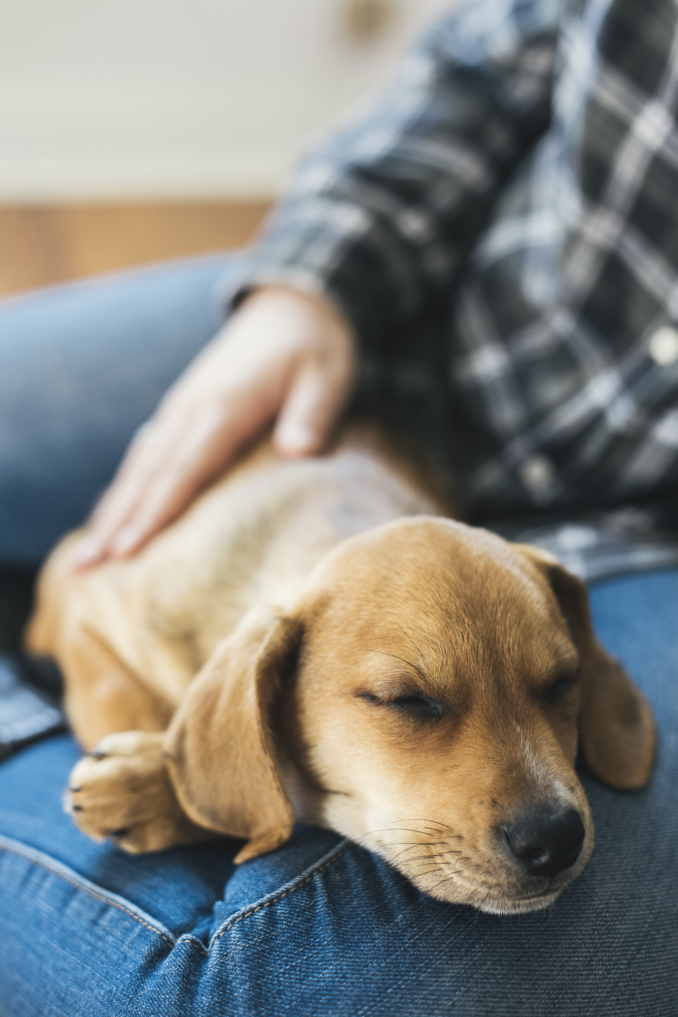 Sleepy Puppy