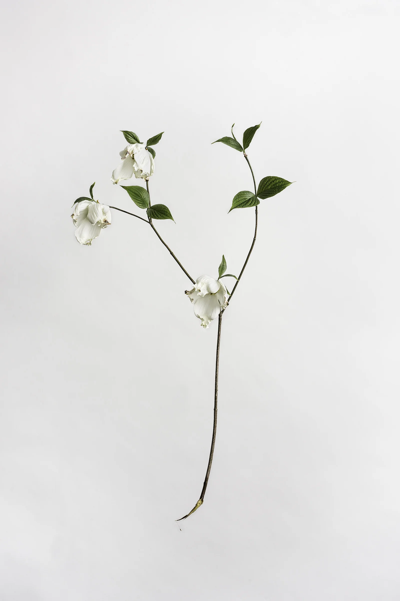 Cornus florida - Flowering Dogwood Tree