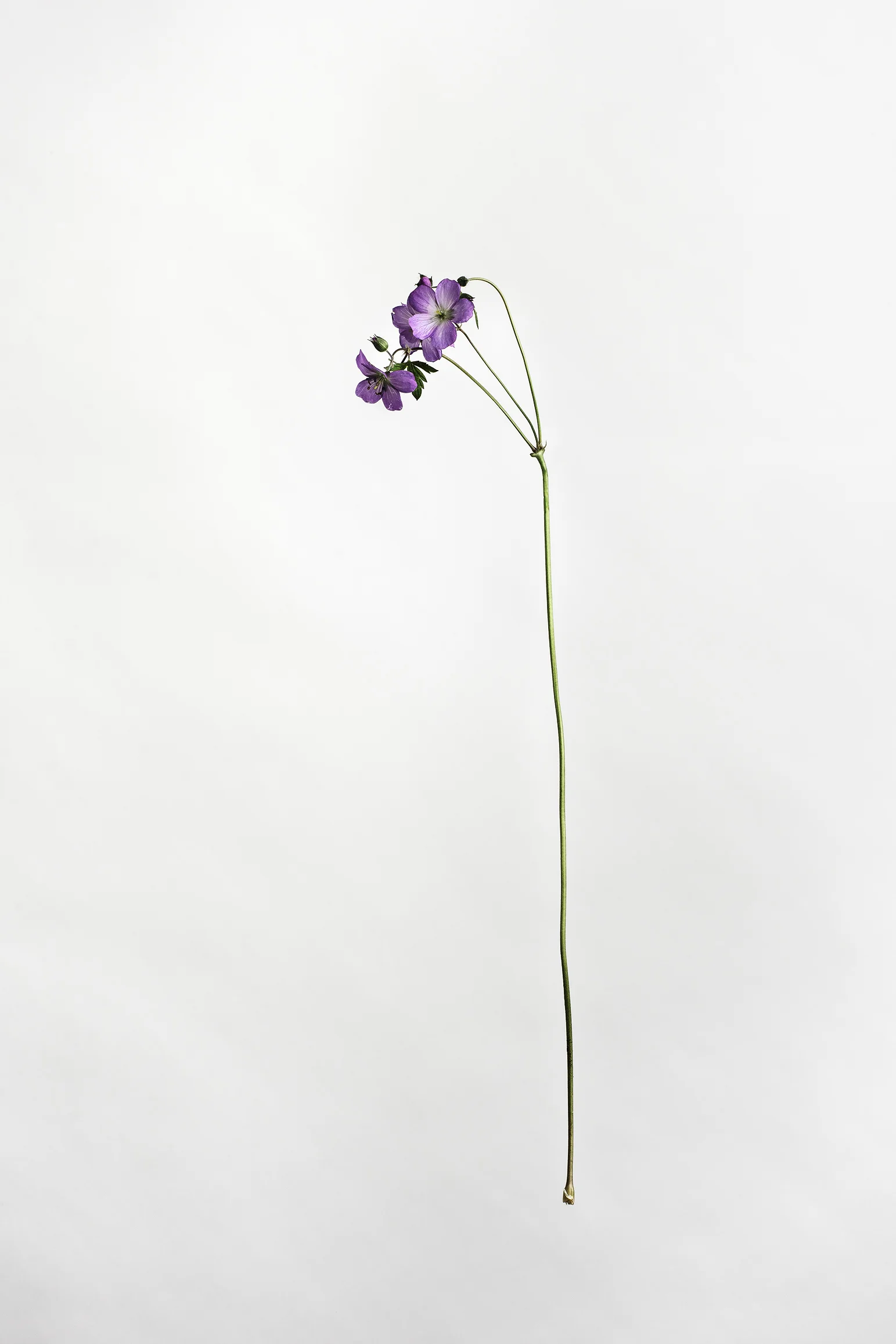 Geranium maculatum - Wild Geranium