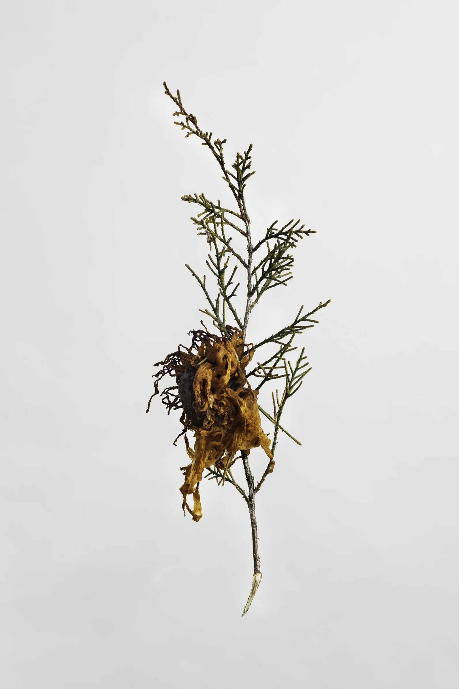 Gymnosporangium juniperi-virginianae - Cedar Apple Rust