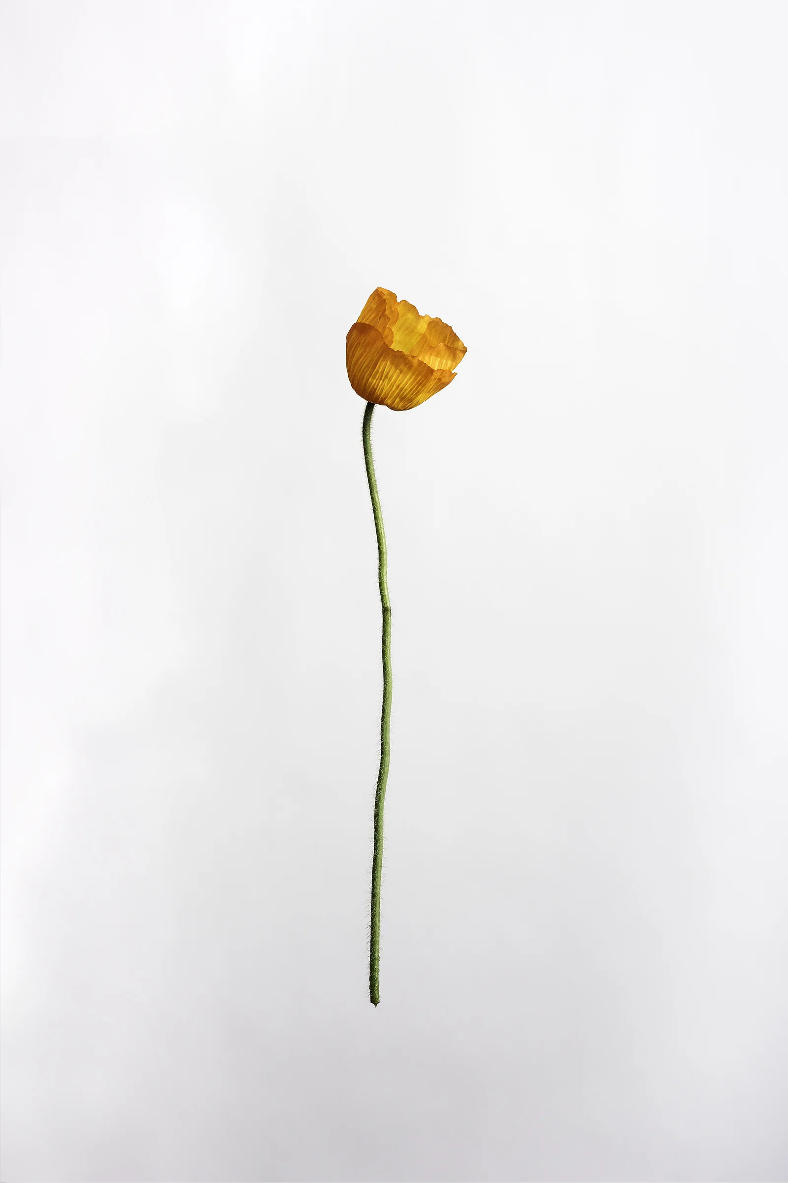 Papaver nudicaule - Iceland Poppy