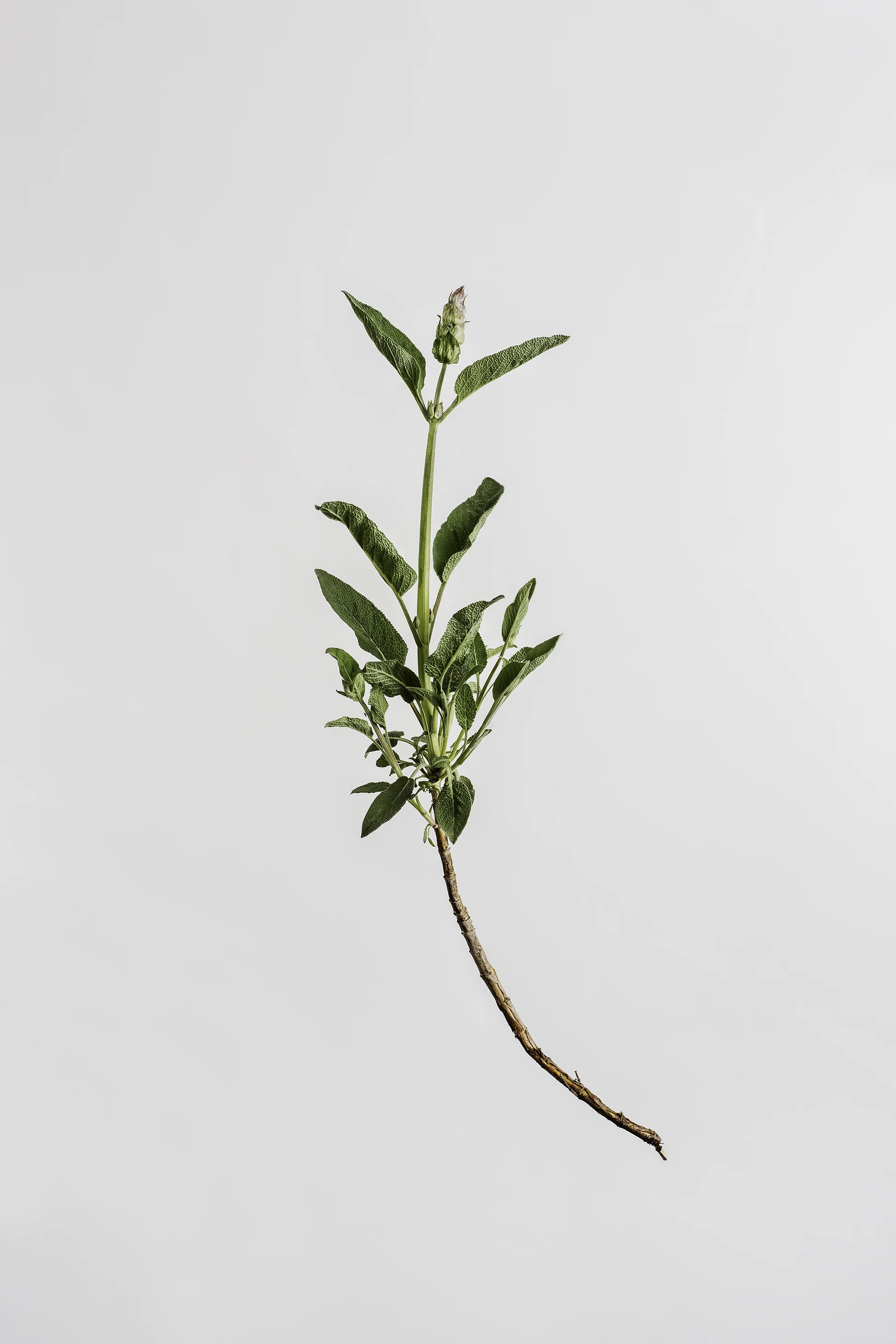 Salvia officinalis - Garden Sage