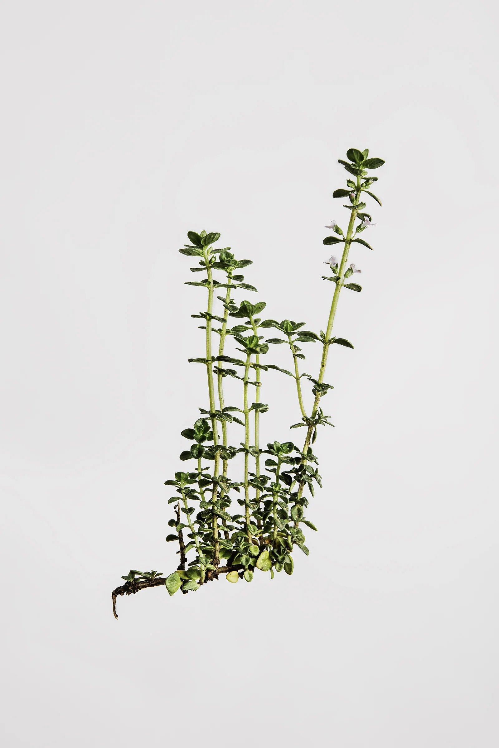 Thymus citriodorus - Lemon Thyme