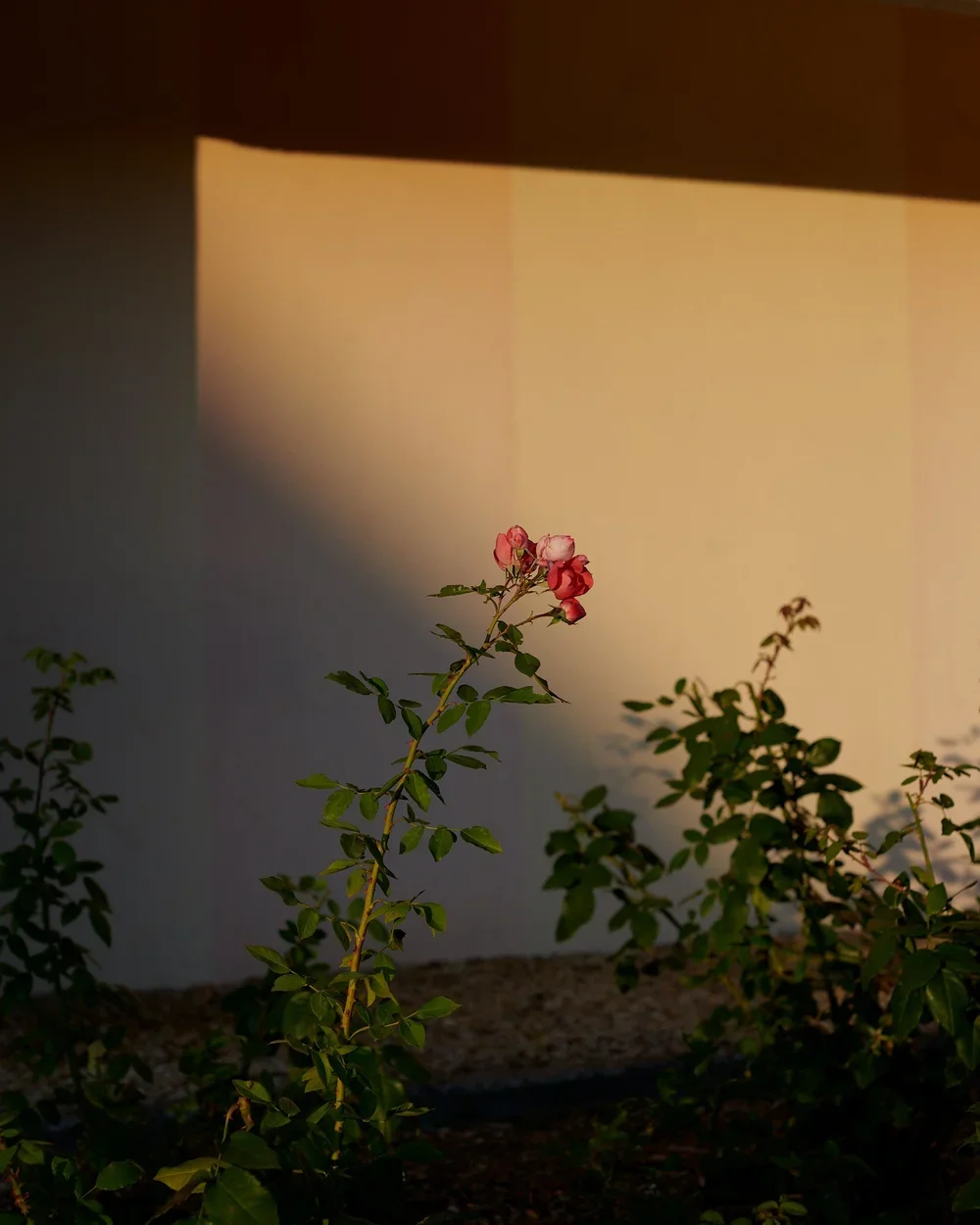 _DSC6835+1.webp