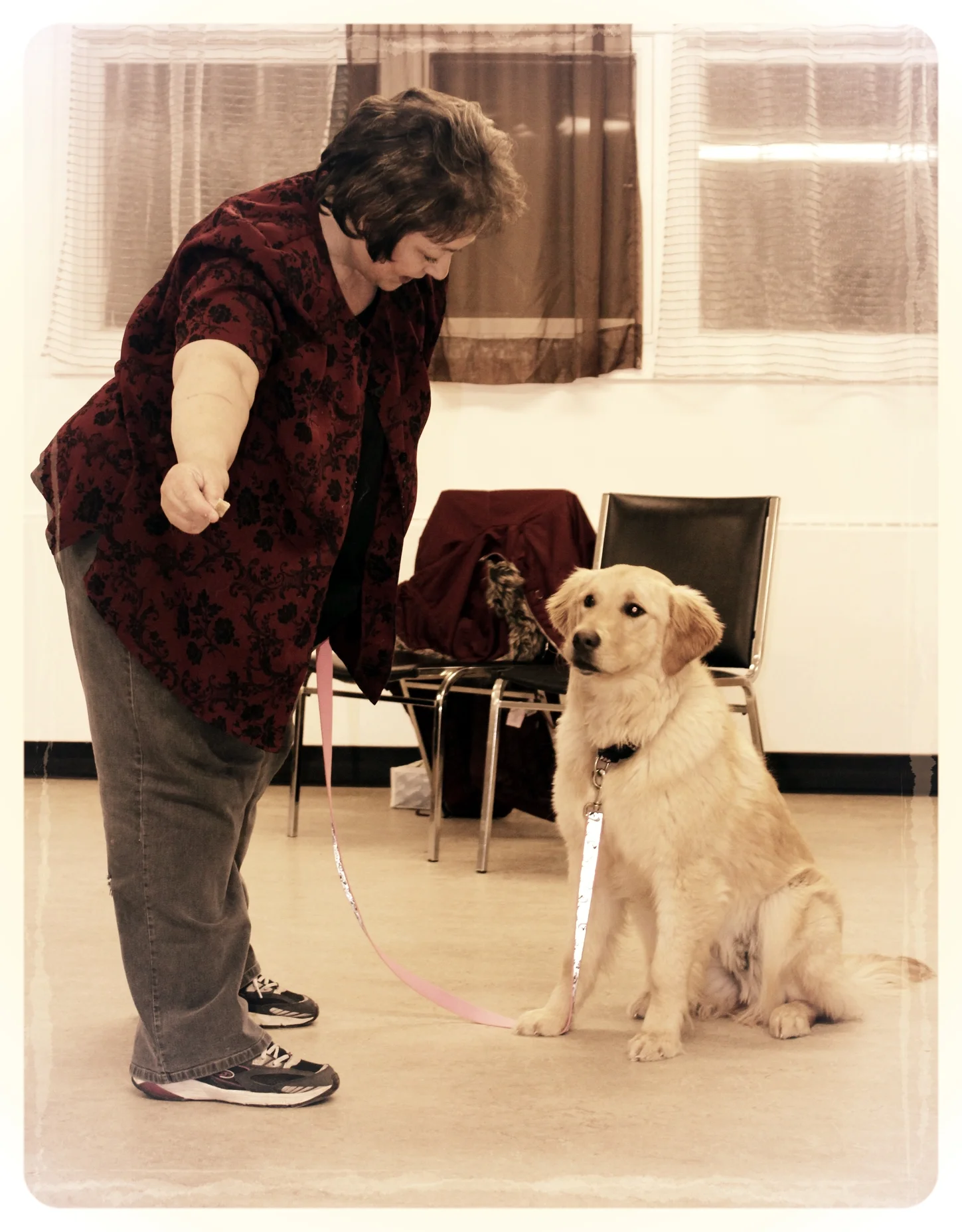 A gorgeous Golden Retriever in dog class learns that sitting, instead of mobbing, gets her what she most wants at this moment: that morsel of food in her owner's hand.