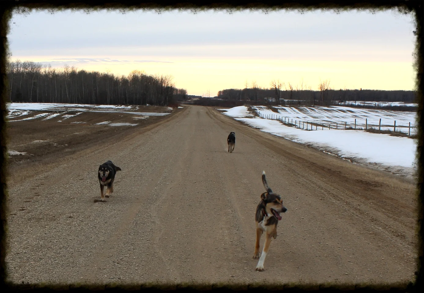 Mischa (back, heading away) shows me how he feels about the camera by leaving during a recall. Normally, he has the fastest recall of the crew. Once I had figured out that it was the camera, I put it away until I could train him.