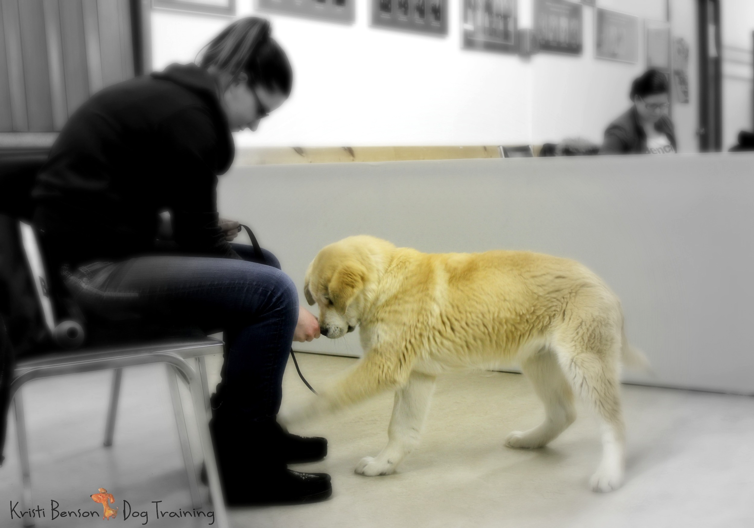 Dogs and puppies love well-run positive classes, and the skills obtained there create a much more peaceable environment at home, too.