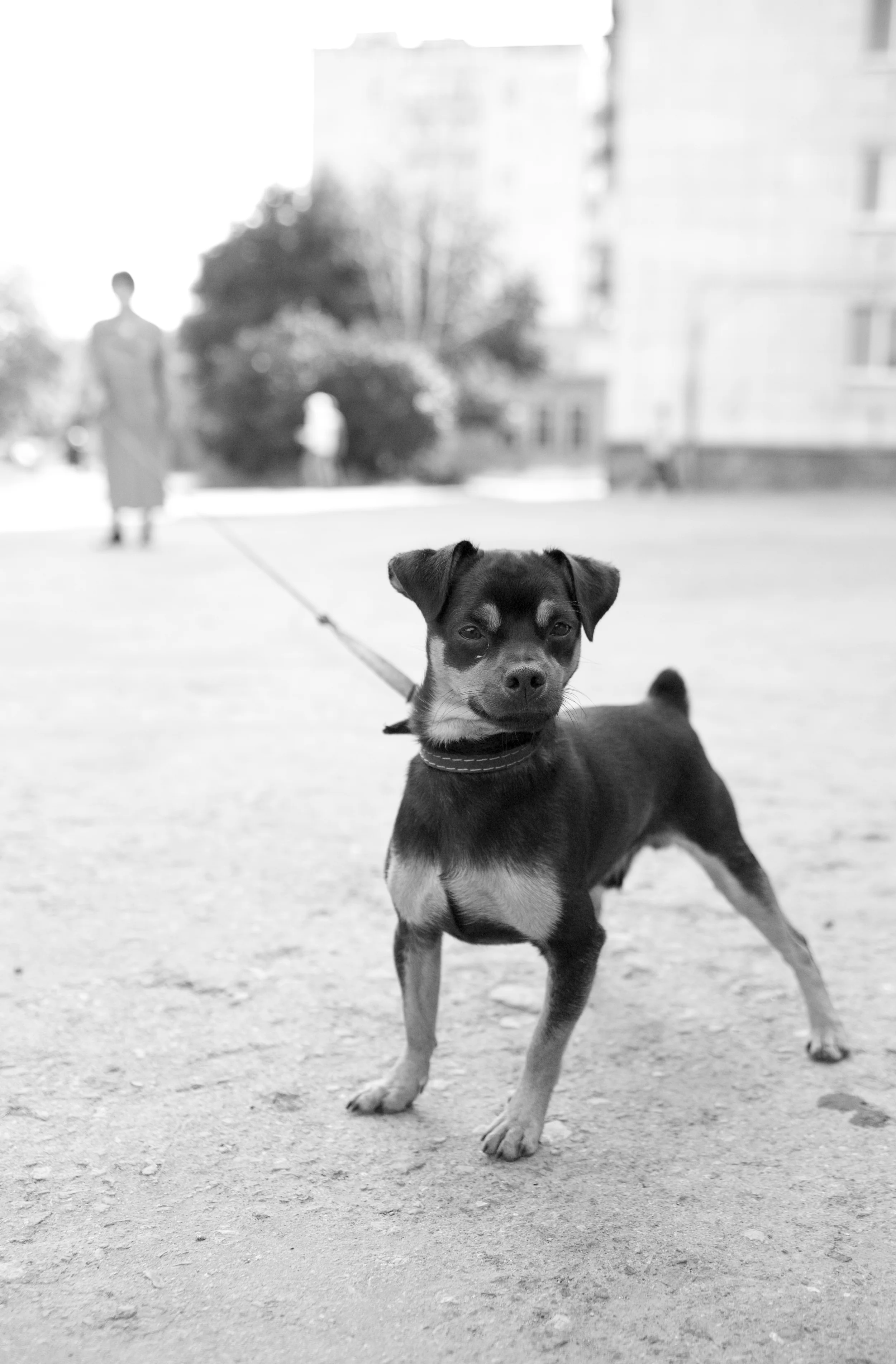 Walks on leash are perfect for letting your dog sniff - that is, take in - his world.