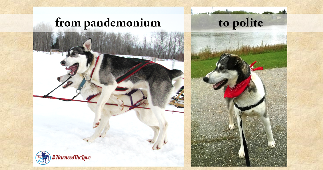 Do no-pull harnesses work?  Ask a sled dog or two.