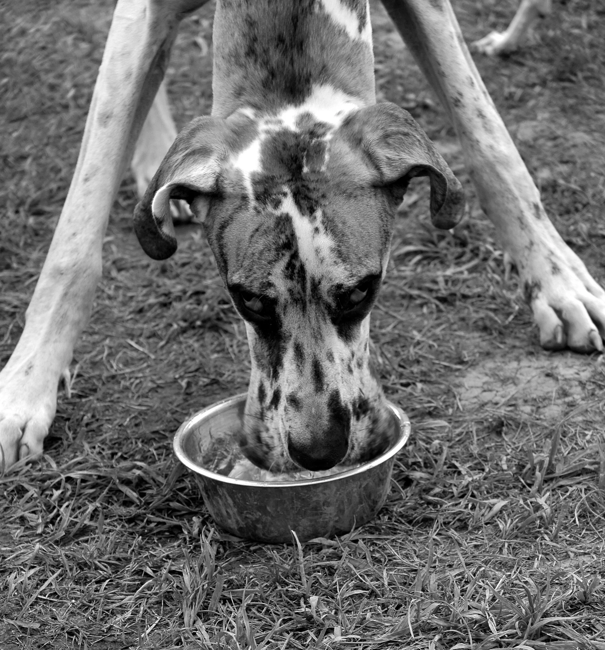 Dogs guarding food or bones will hunker down, growl, snarl, and otherwise tell you very clearly: Get Away From Me Now.