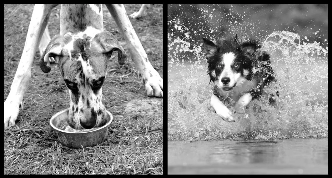 Do dogs get hangry too?