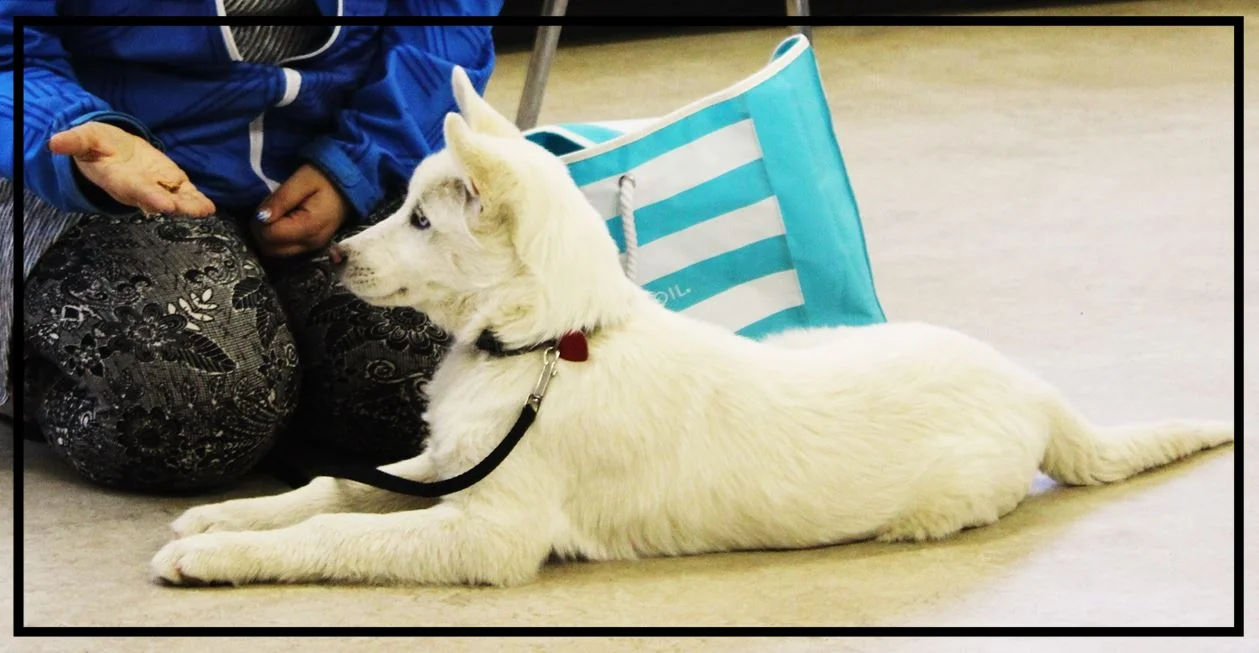 Why take a dog class? Well that’s as easy as one, two, three