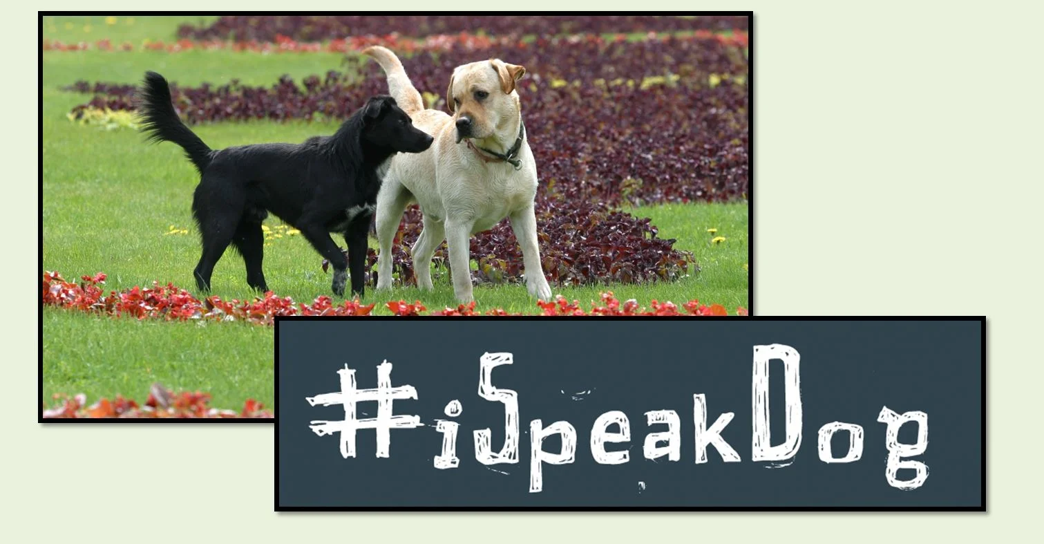 Dogs are Animals and Animals Fight.