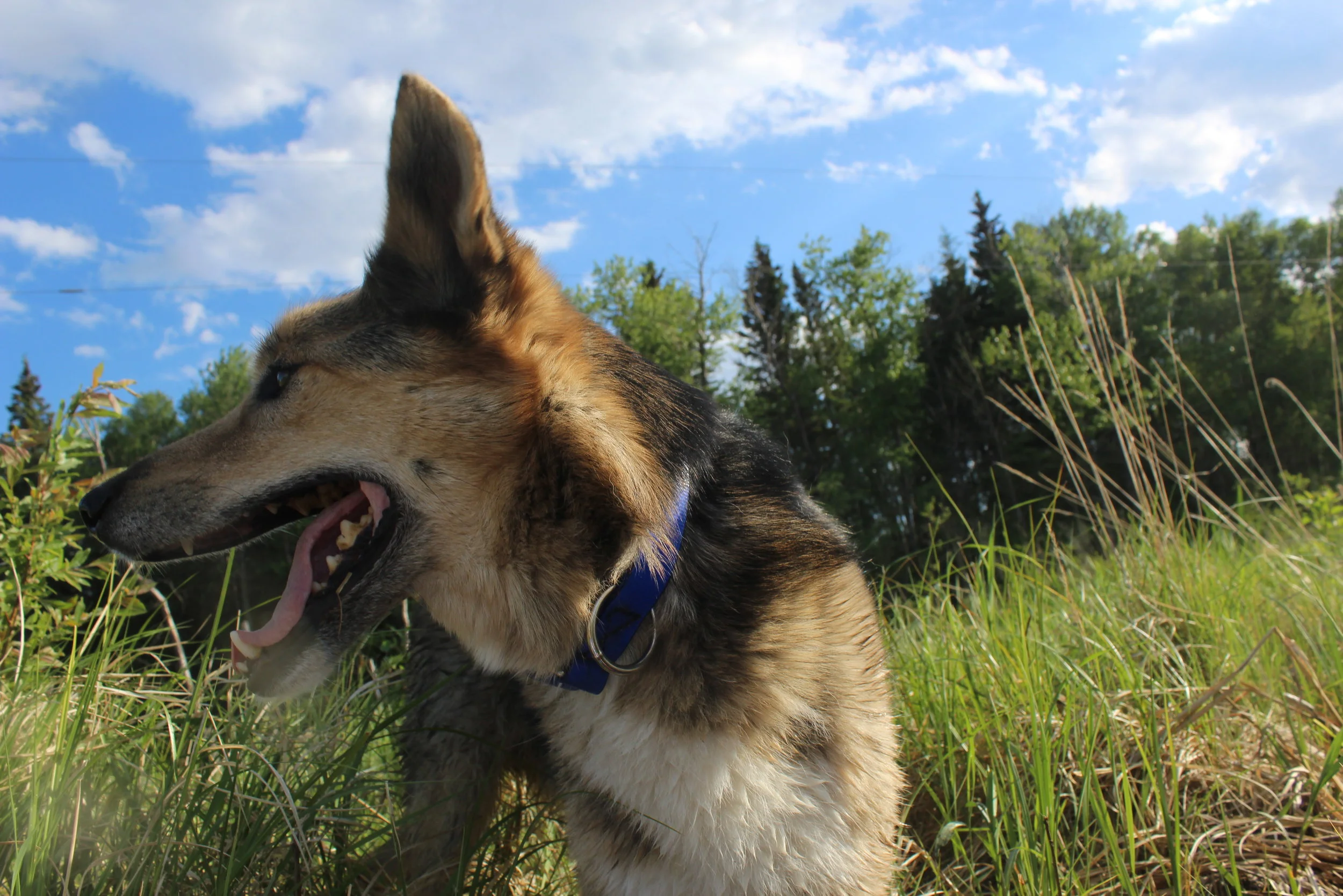 An Open Letter to my Clients with Aggressive Dogs