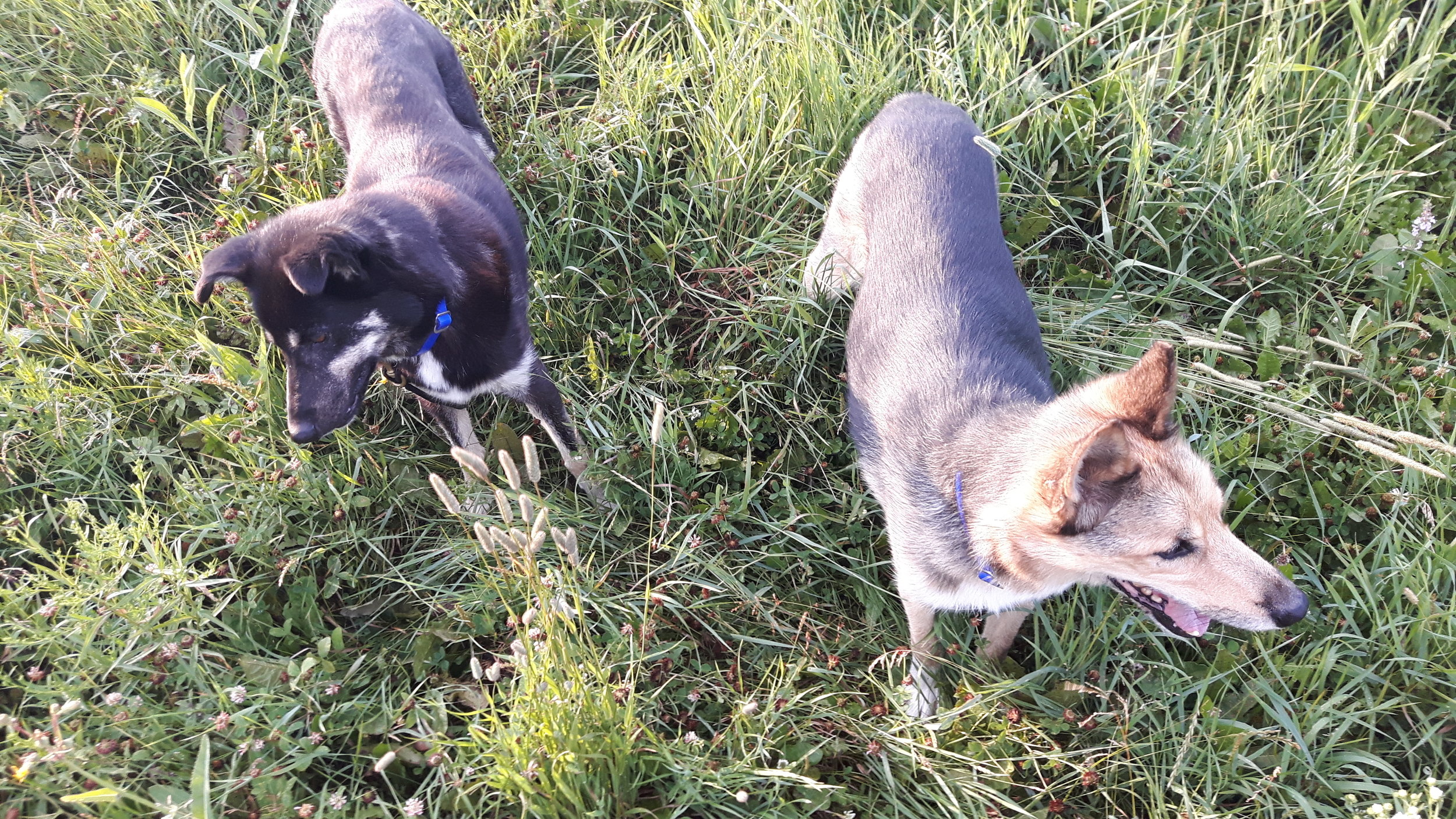 Walter and Datson hike together every day.