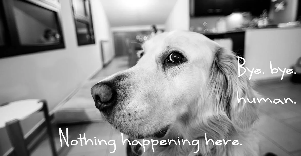 The Case of the Disappearing Doughnut: What to do with a counter-surfing dog
