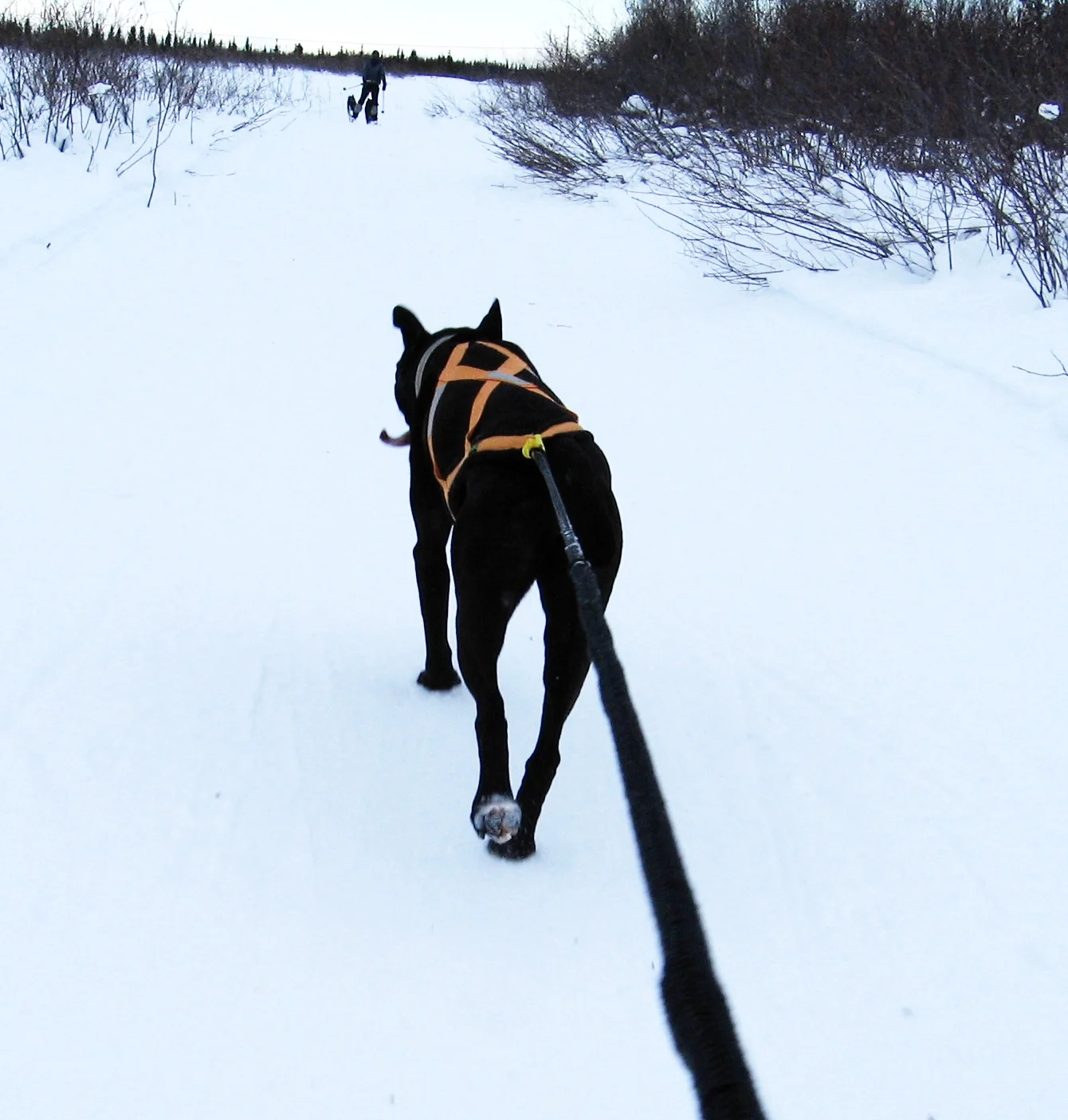 My first dog adapted to the western subarctic like a champ, after spending her first few years in the Mediterranean climate of Victoria.