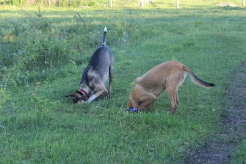 Sled dogs in their glory.