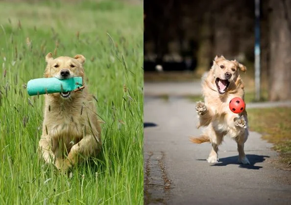 Take This Easy Quiz: Is That Retriever Puppy The Right Choice For You? 