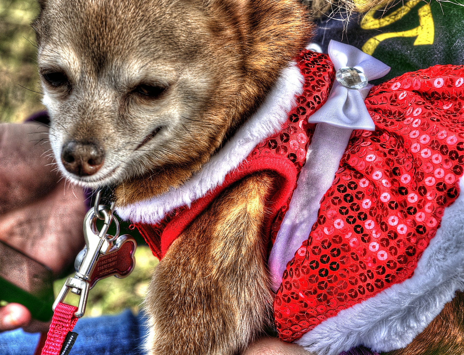 This dog’s “long lip” tells me she has feels about the Mrs. Santa get up. .