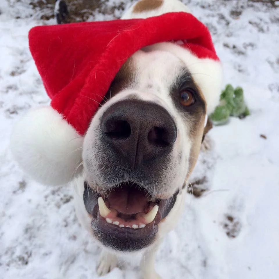 This dog loves you, this Santa hat, snow, Christmas, and has a fairly romantic relationship with the camera, all things told. This is my holiday photo goal.