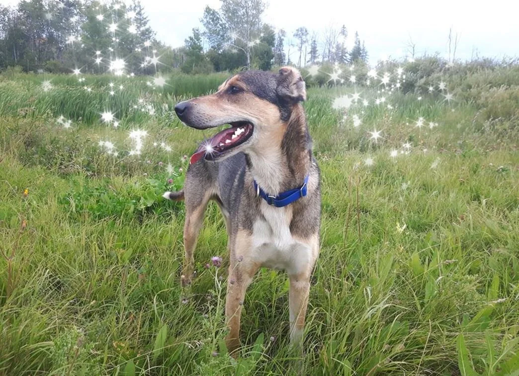 Dog Dental Care: Something to Sink Your Teeth Into 