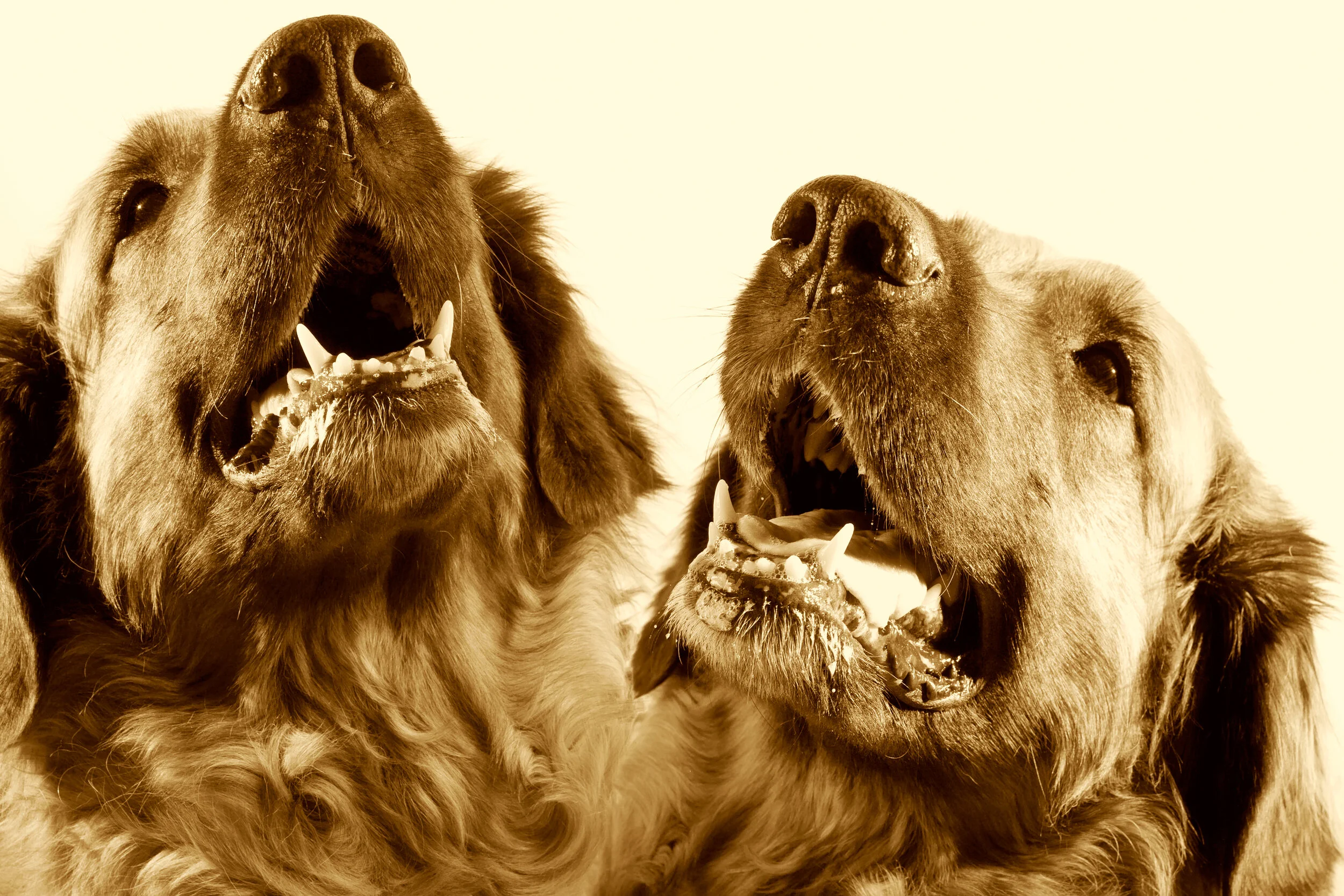 Olgalis | © Dreamstime Stock Photos & Stock Free Images