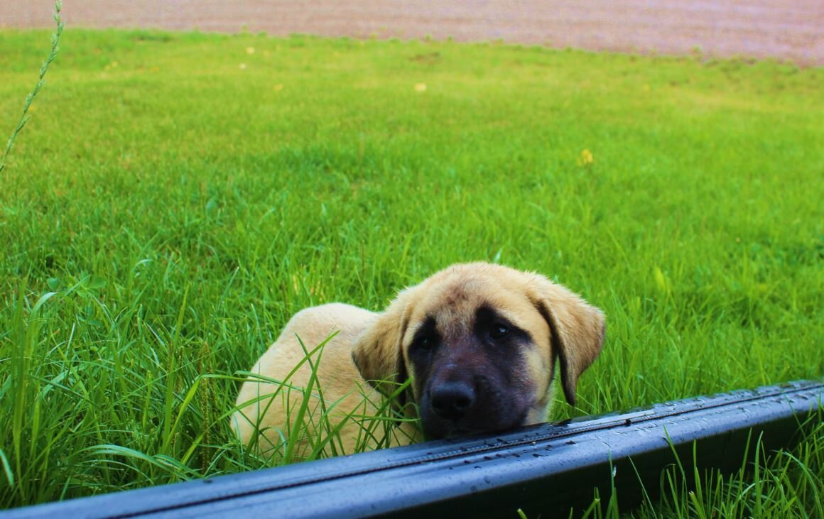 The Number One Scourge Affecting Dogs Today