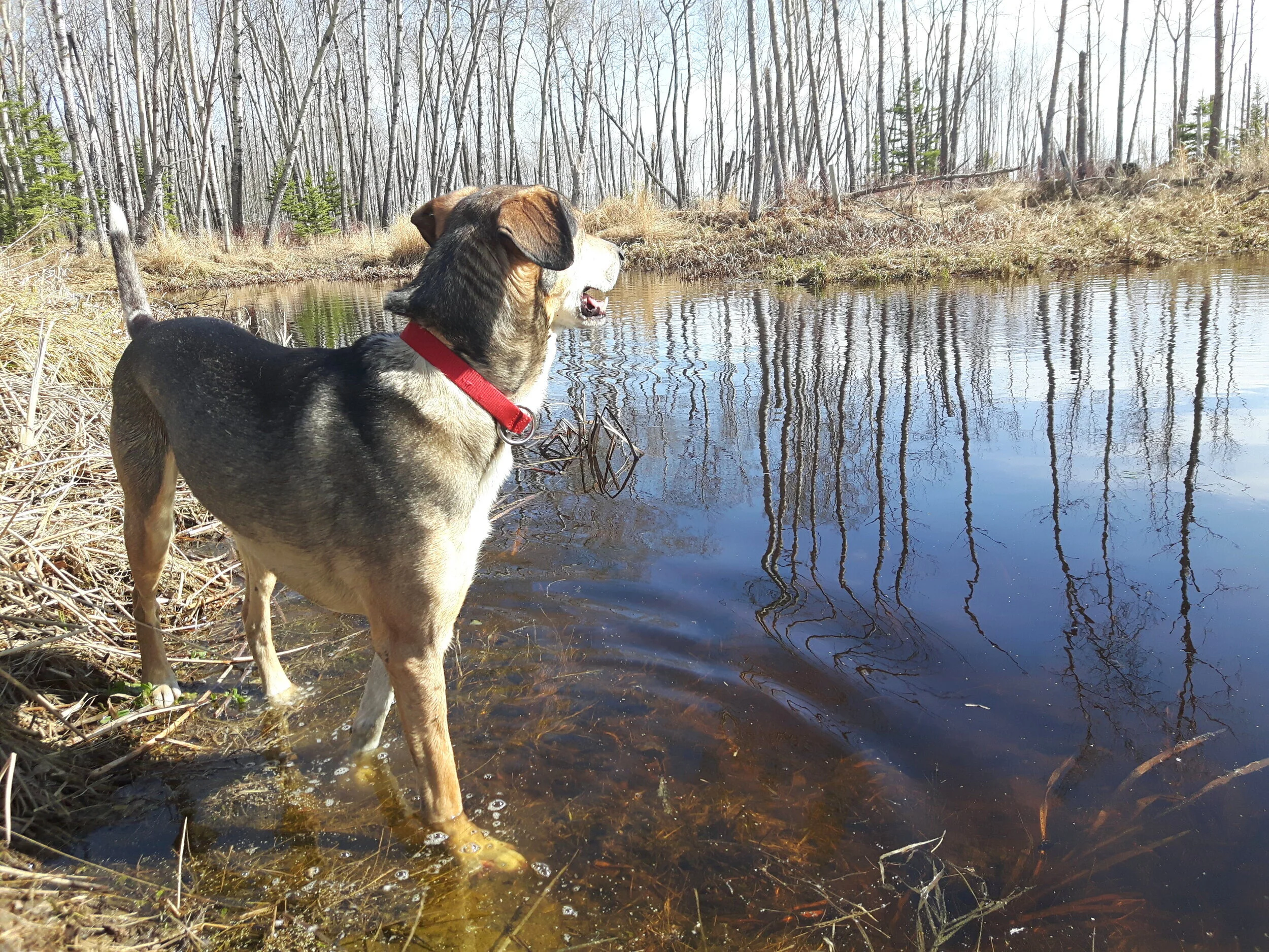 "When Timber Talks, I'm All Ears": How to Empower Your Dog to Choose For Themselves