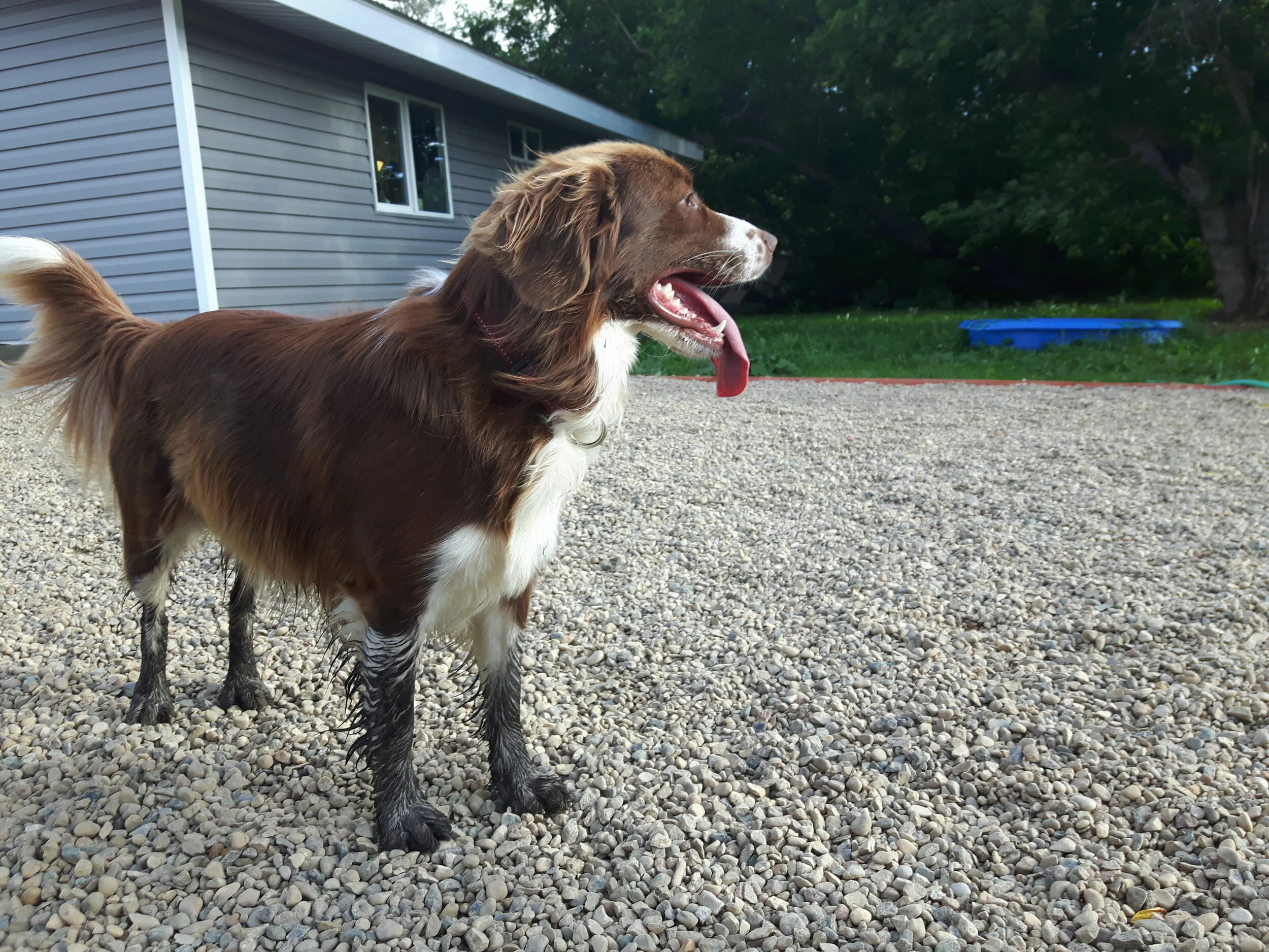 Moving Past Compliance to Confidence, Comfort, and Joy: A Dog Trainer's Manifesto