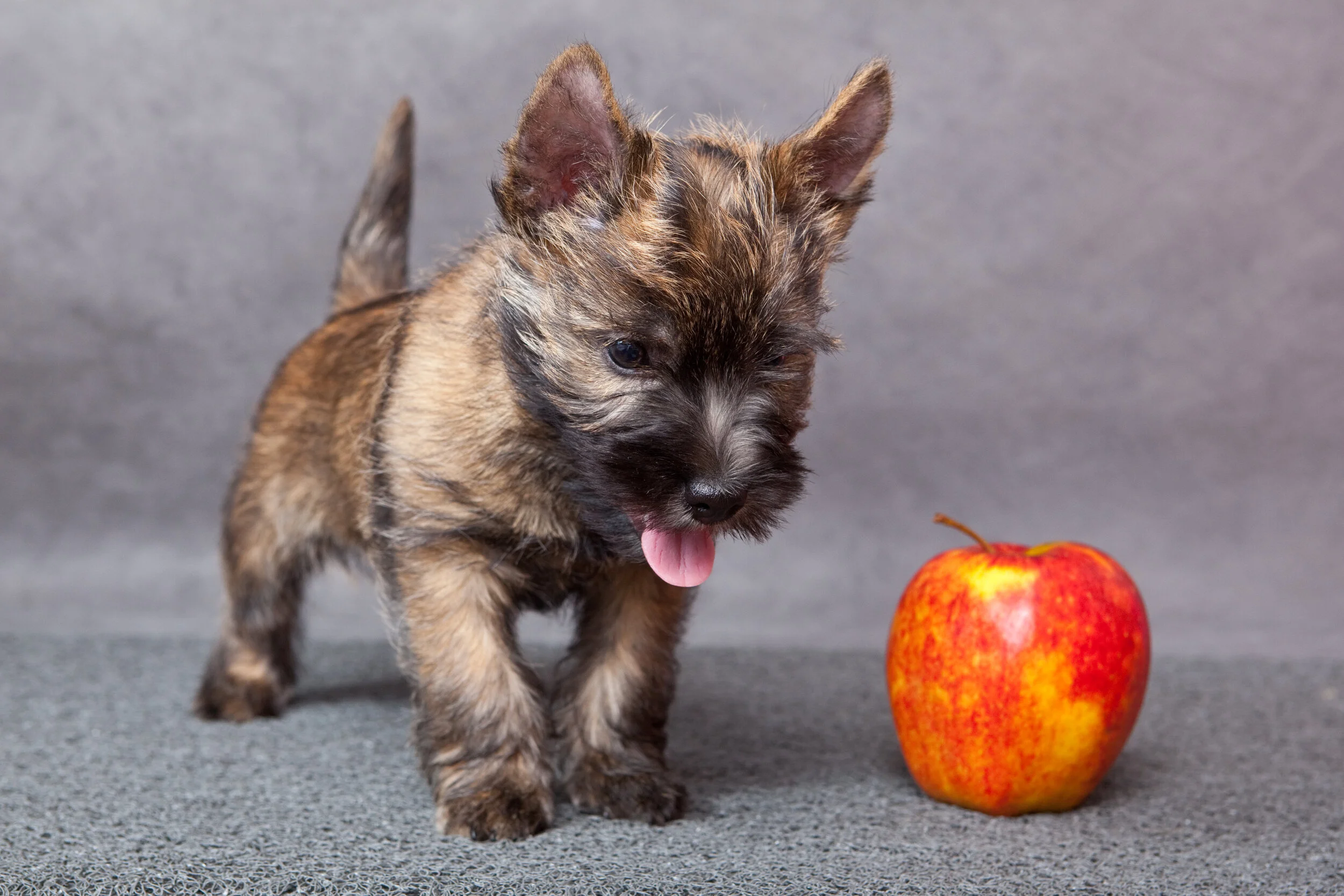 Are YOU Bribing Your Dog? A Quiz