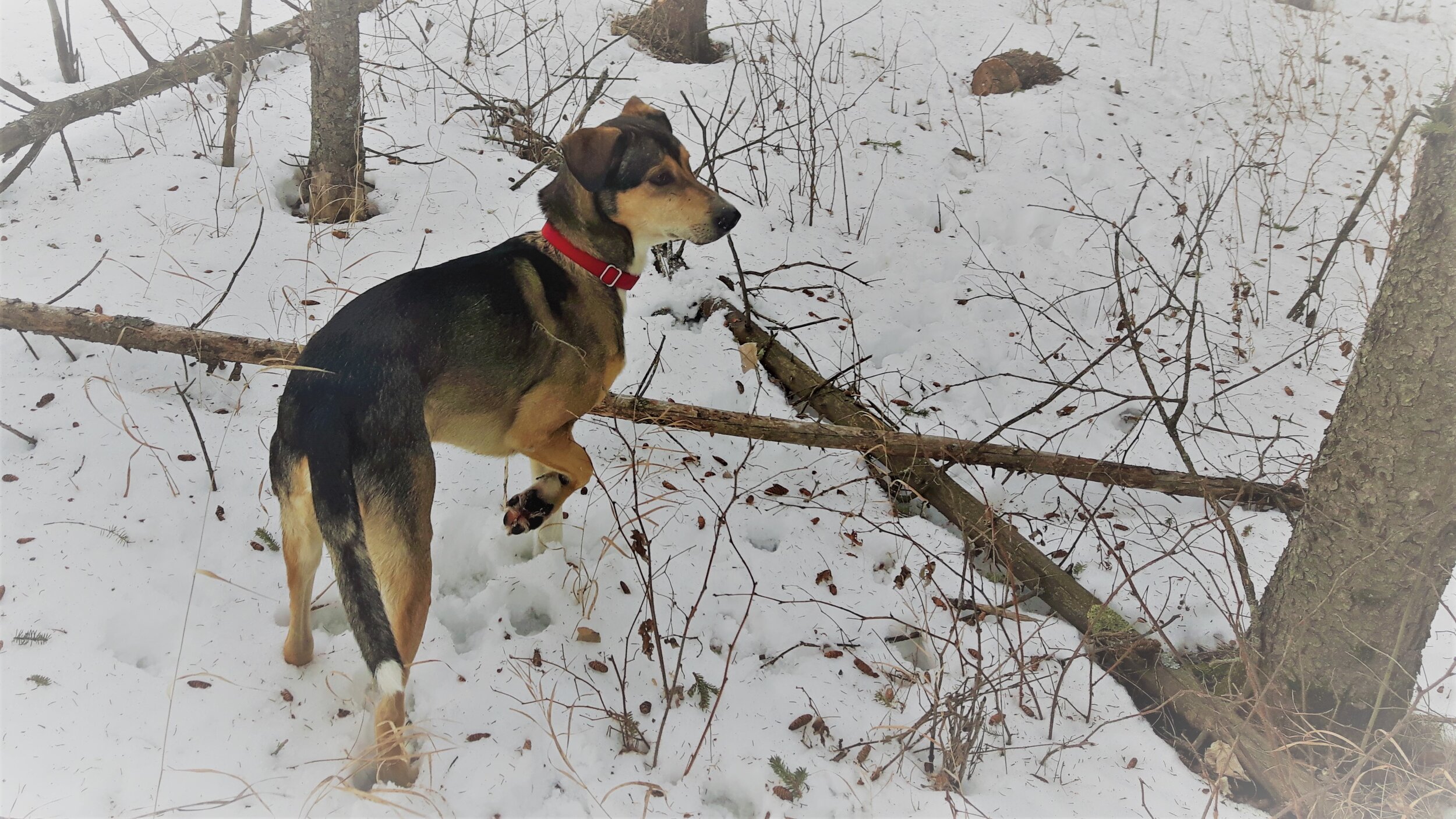Canine Agony Auntie: Timber Edition