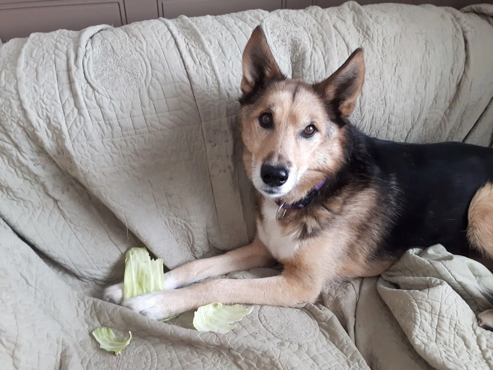 A Dog's Brain is Responsible for Keeping Them Alive. We're Responsible For Making Them Happy. 