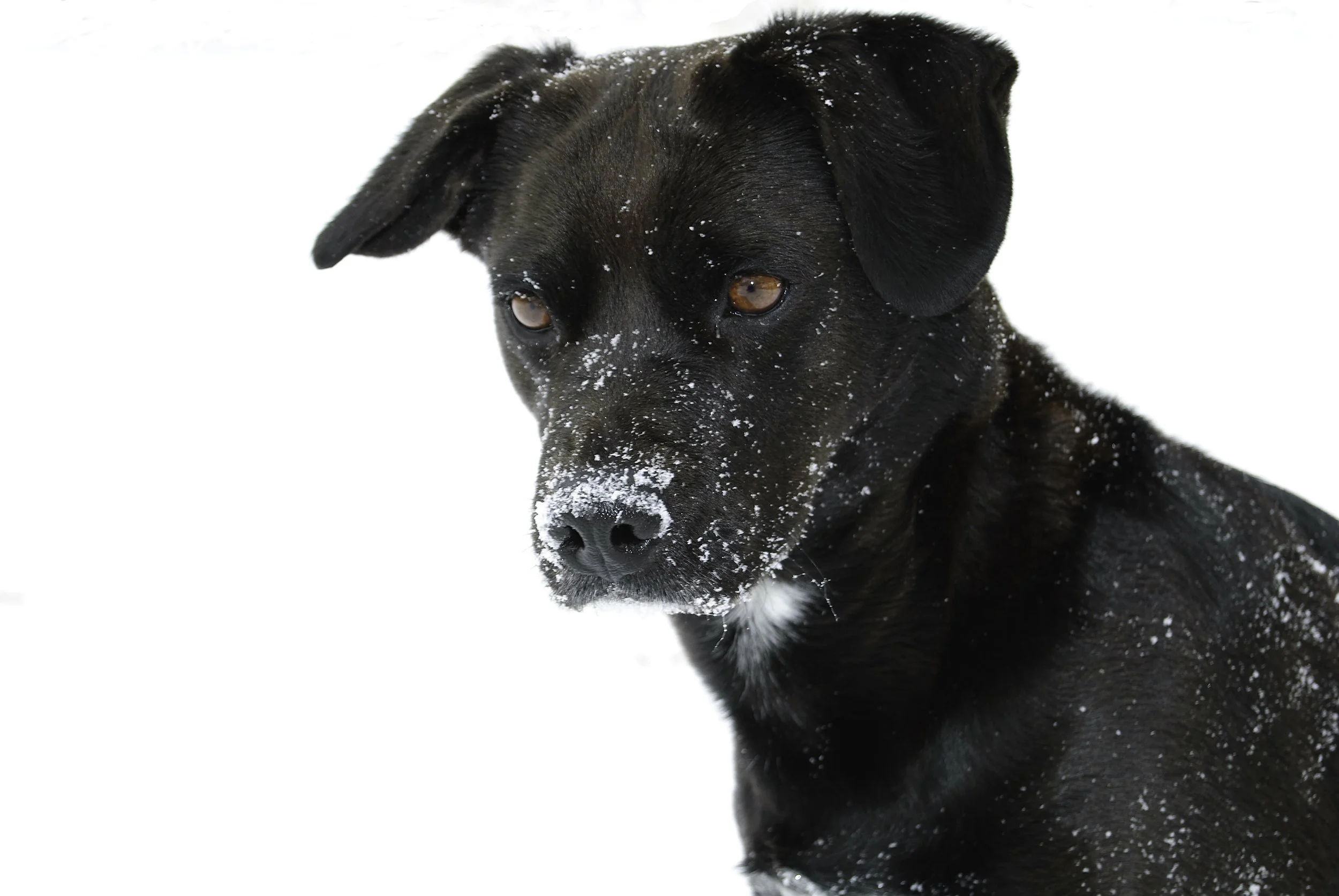 Do Not Over-tighten: Why and How Dog Training Needs to Get Specific