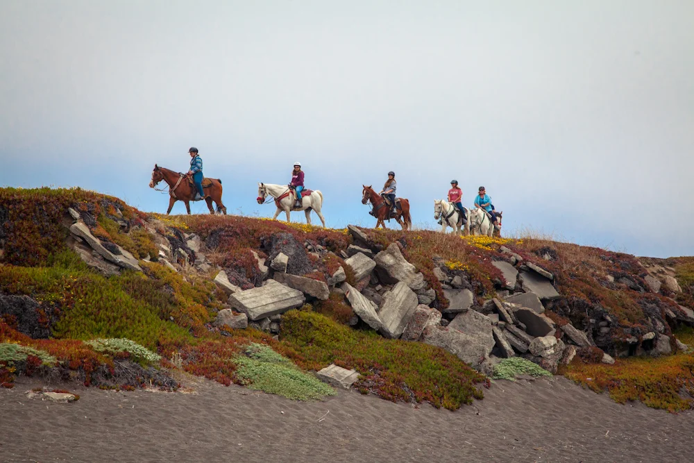 horses_o.jpg