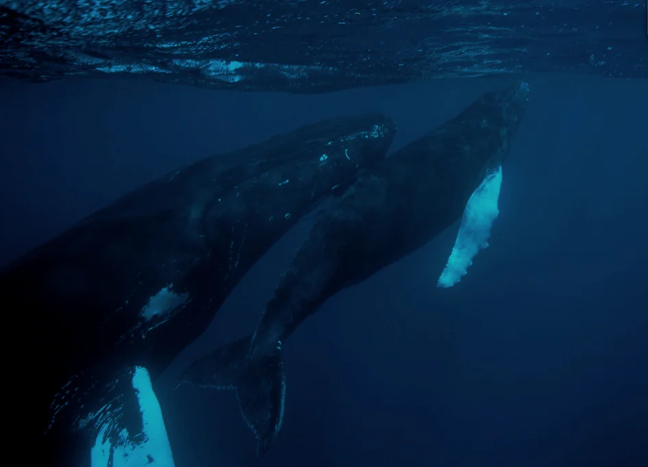 CREATIVITY AND SOCIAL CHANGE