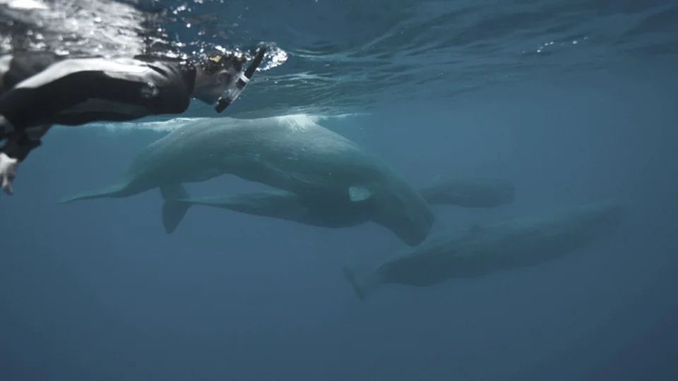 Philip Hoare with adult female and juvenile sperm whales, The Azores: Photo by Andrew Sutton