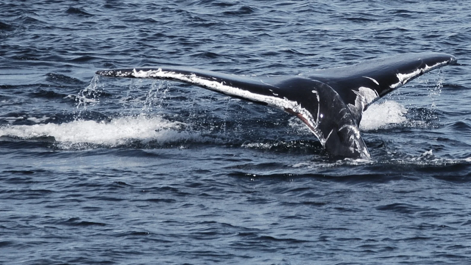 Humpback whale newly wounded by entanglement with fishing gear, Cape Cod, April 2016, Photo by Philip Hoare