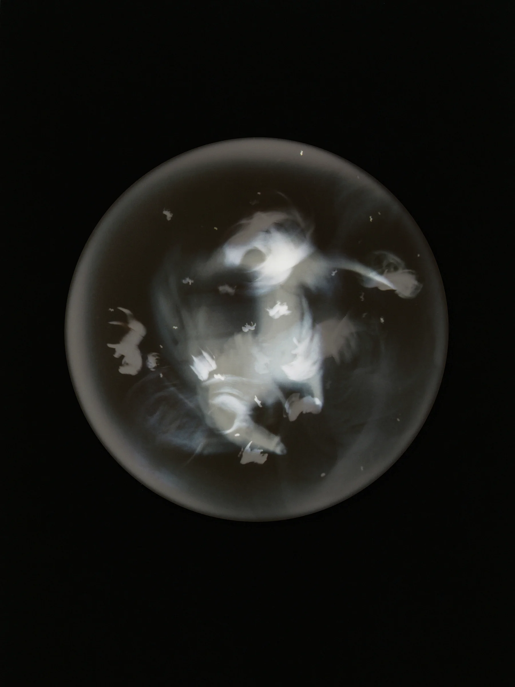 Plamacina retroversta ic. III Specimen collected from Cobh shoreline, Cove of Cork, Ireland (from 'Beyond Drifting: Imperfectly Known Animals' series)