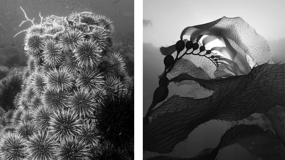 urchin v kelp.jpg