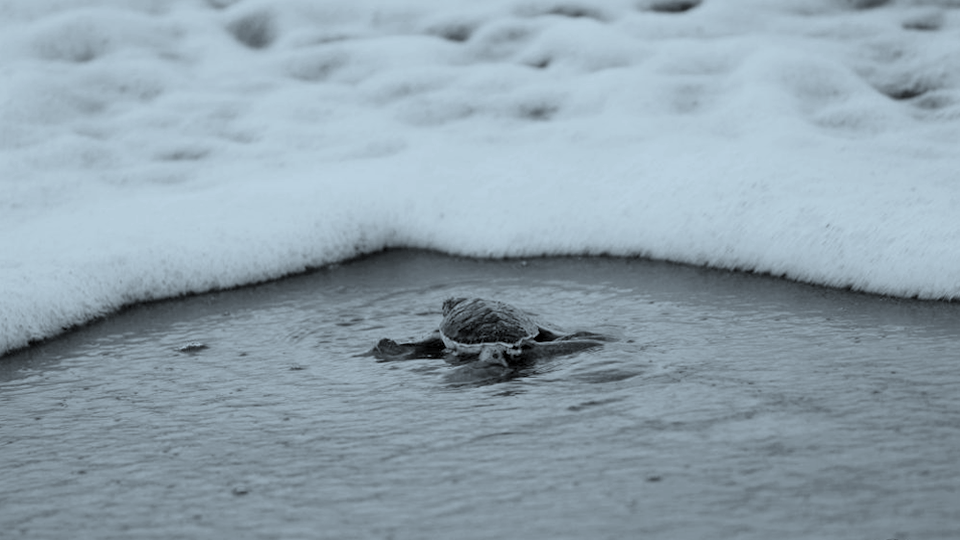 The Plight of the Sea Turtle: Why Just One?