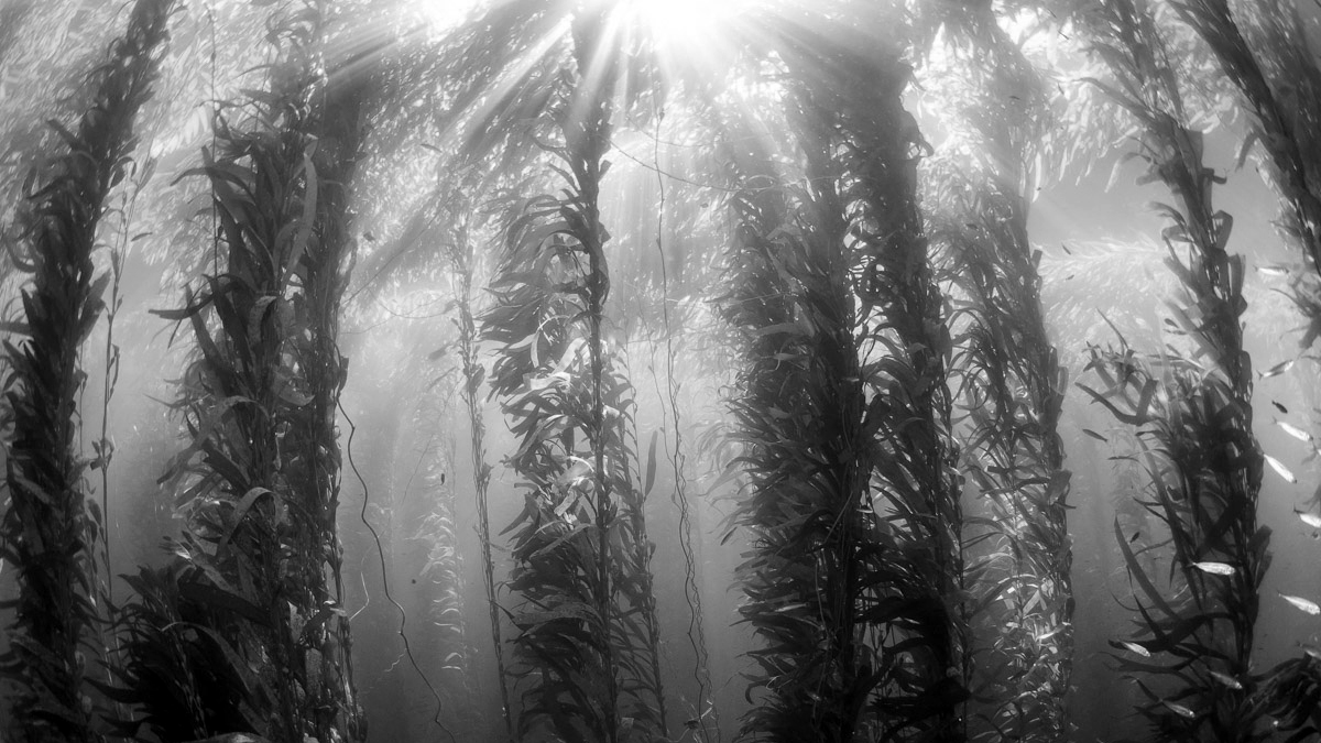 A Forest Without Trees 