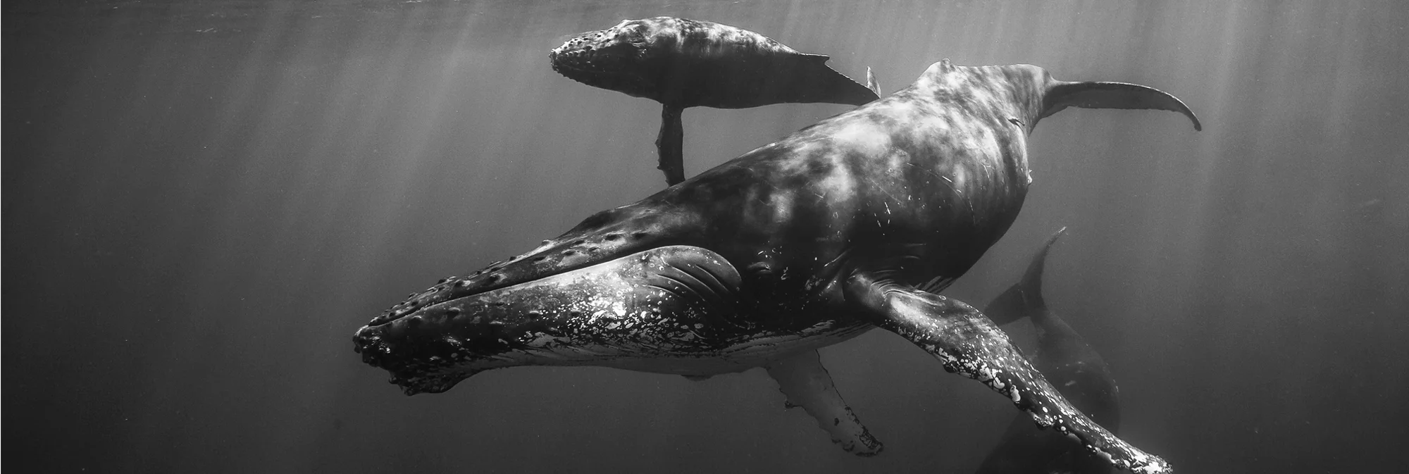 Gabriel Barathieu: Encounters on the Other Side 