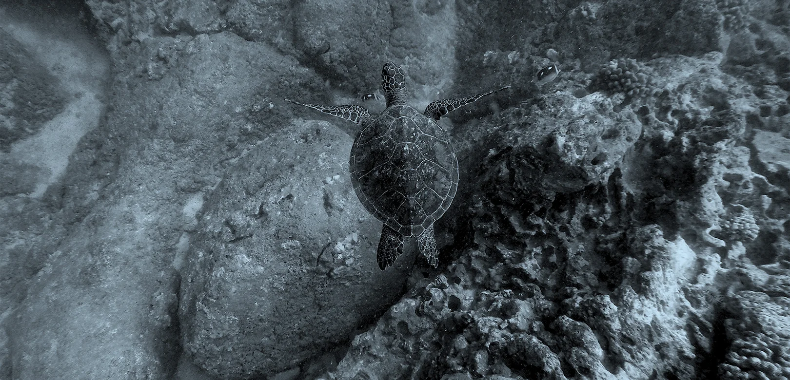 7 Things You Can Do To Feel Less Bad About the Great Barrier Reef 