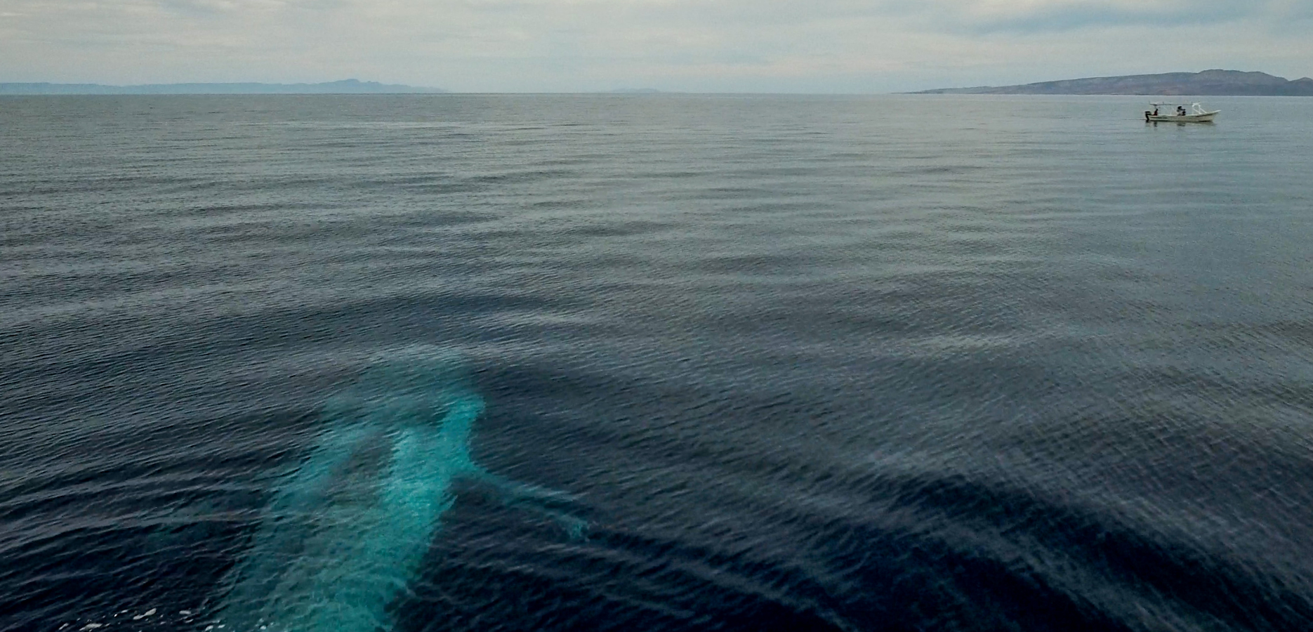 Parley SnotBot® – Blue Whales in the Sea of Cortez