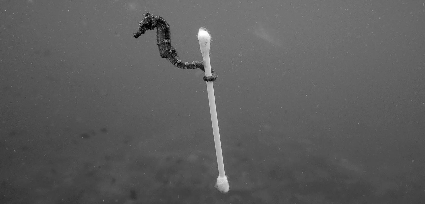 Away: A Seahorse 