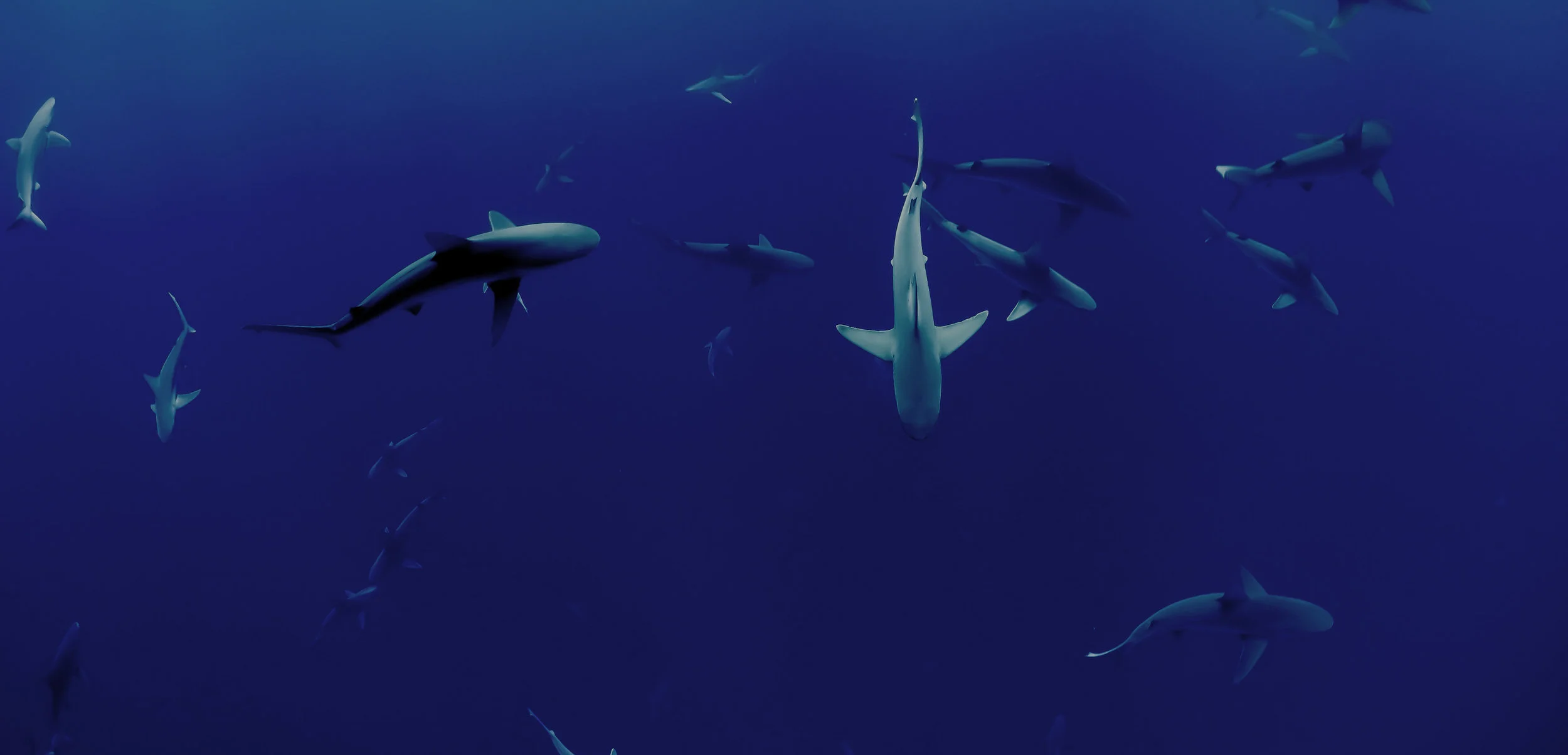 Why some scientists oppose a US ban on the shark fin trade