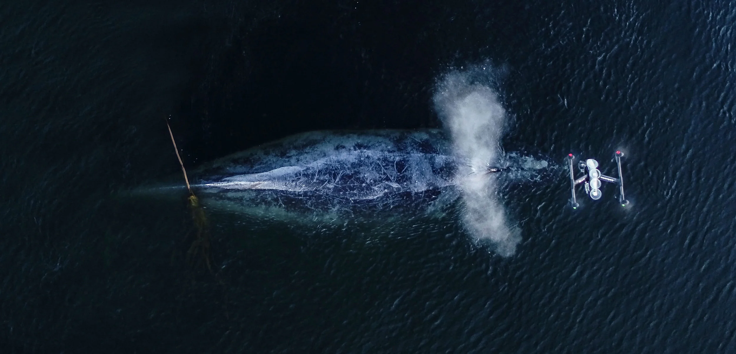 Below the Surface: Parley SnotBot® &amp; Intel Bring New Tech to Whale Research