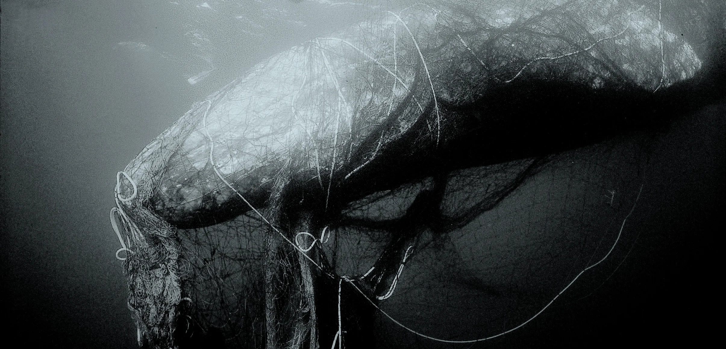 Intercepting Ghost Nets