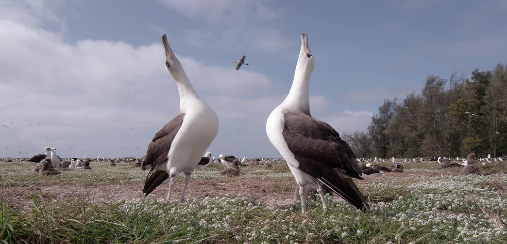 ALBATROSS: HOST A SCREENING